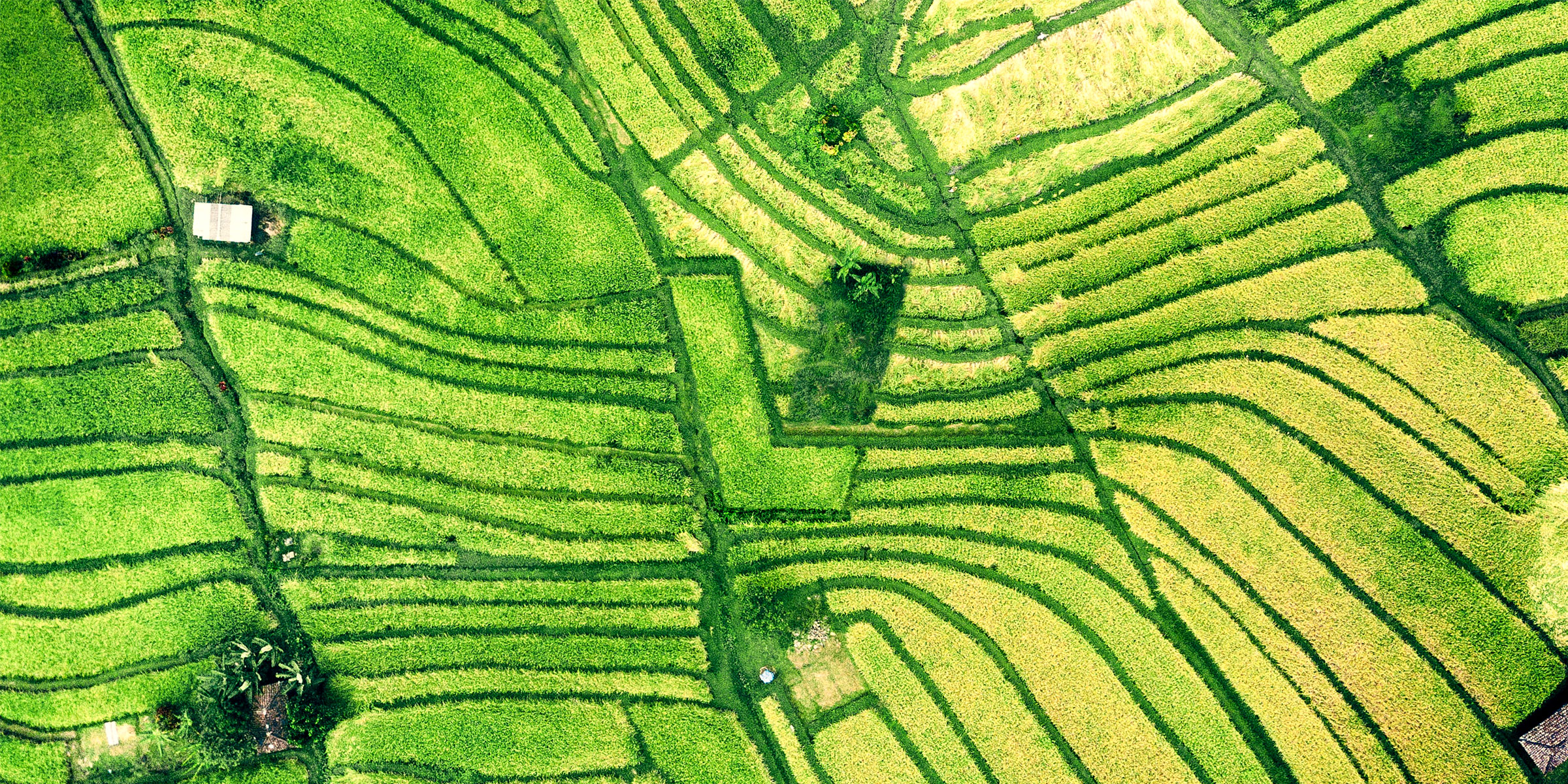 The LavaVein mark standing in an open field